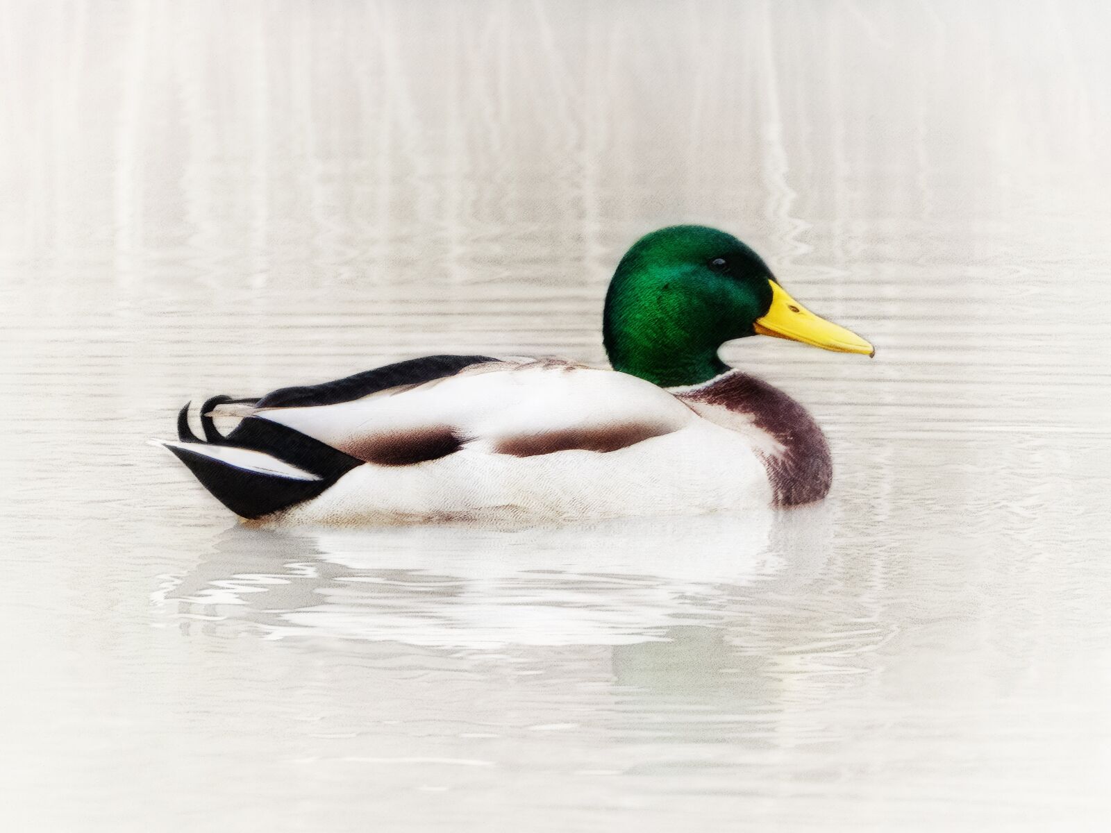 Nikon Coolpix P1000 sample photo. Nature, animals, duck photography