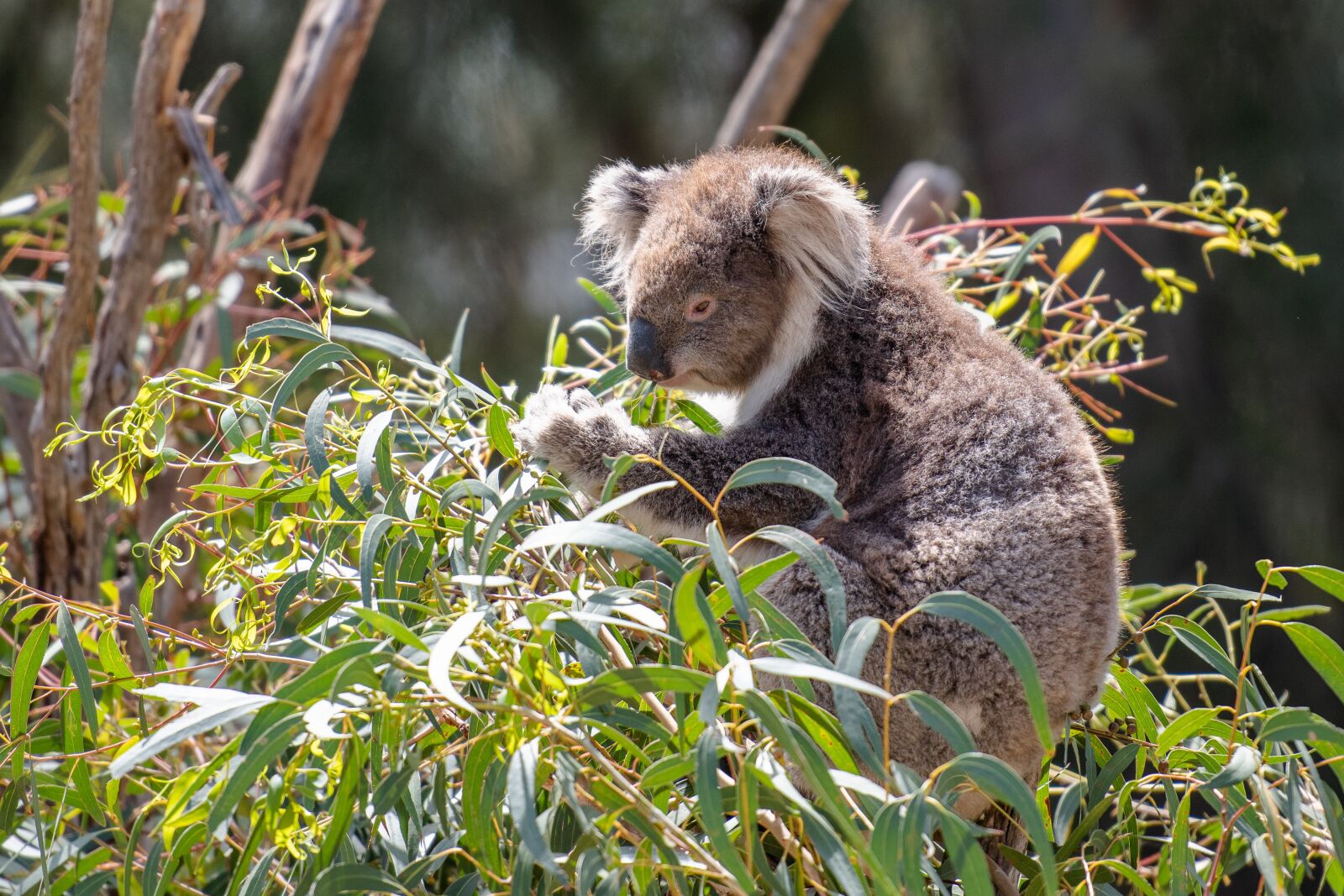 Nikon D850 sample photo. Koala, marsupial, herbivore photography