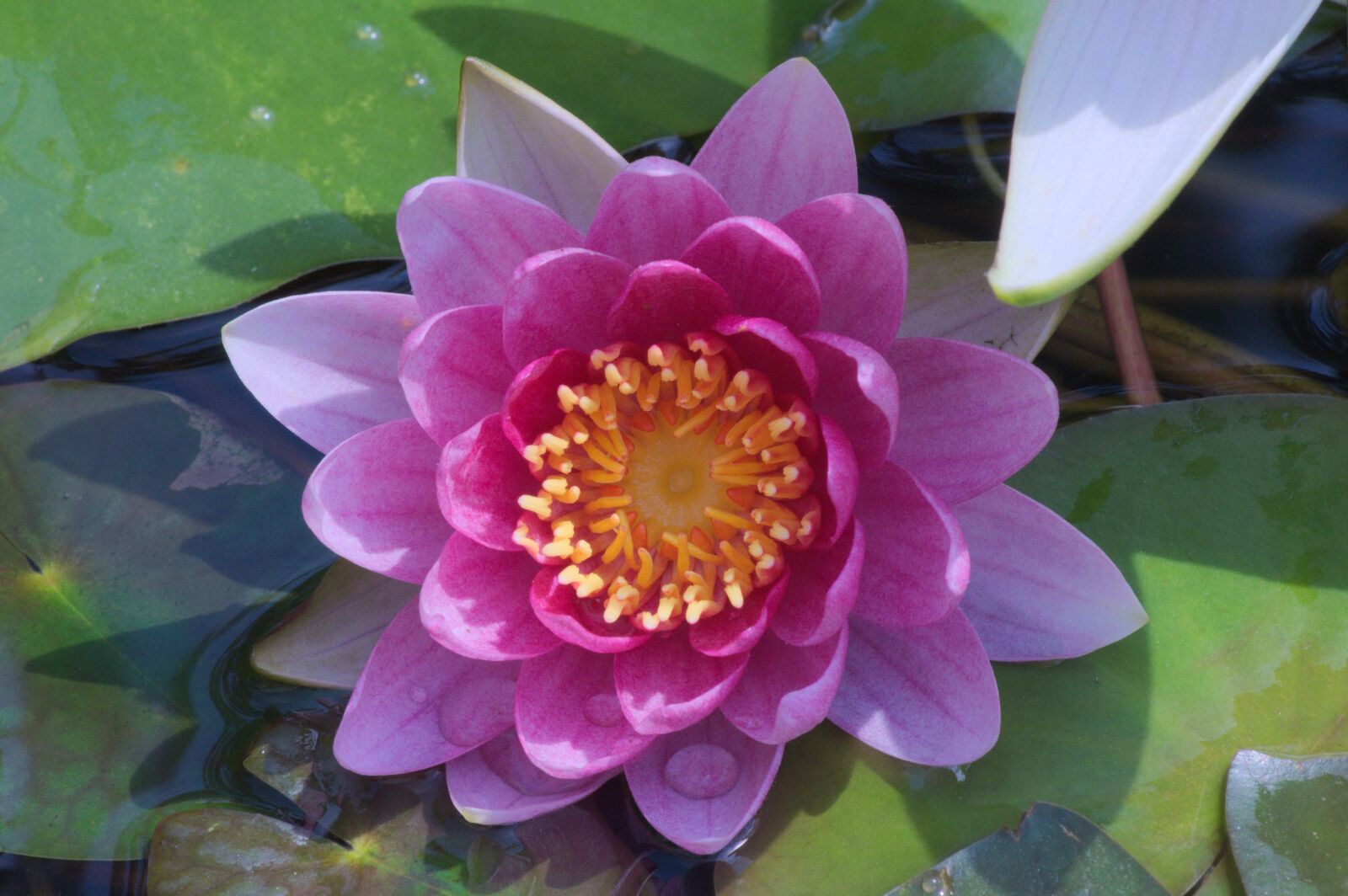 Nikon D5000 sample photo. Lily, flower, pond photography