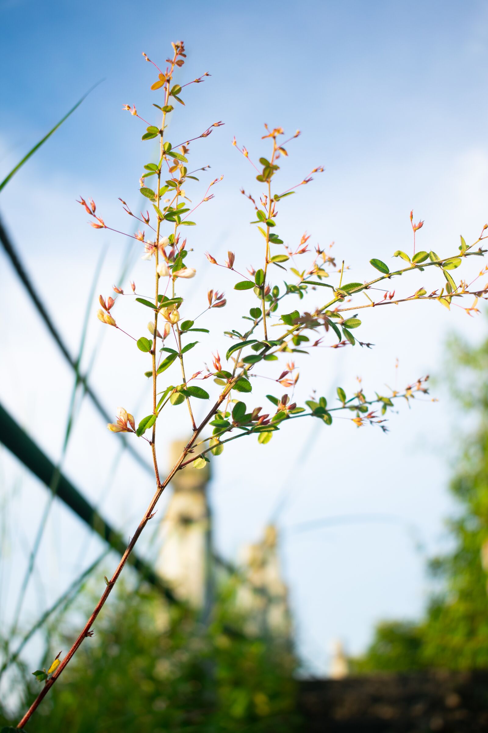 Nikon D3400 sample photo. Flower, grass, blue sky photography