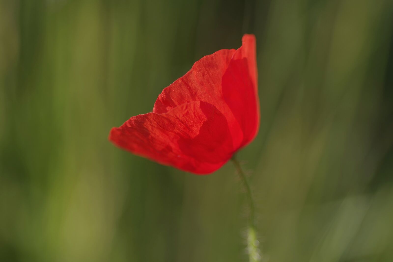 Pentax K-S2 sample photo. Poppy, red, flower photography