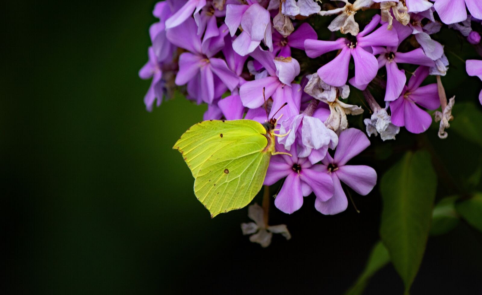 Canon EOS 7D Mark II + Canon EF-S 55-250mm F4-5.6 IS sample photo. Butterfly, insect, wings photography