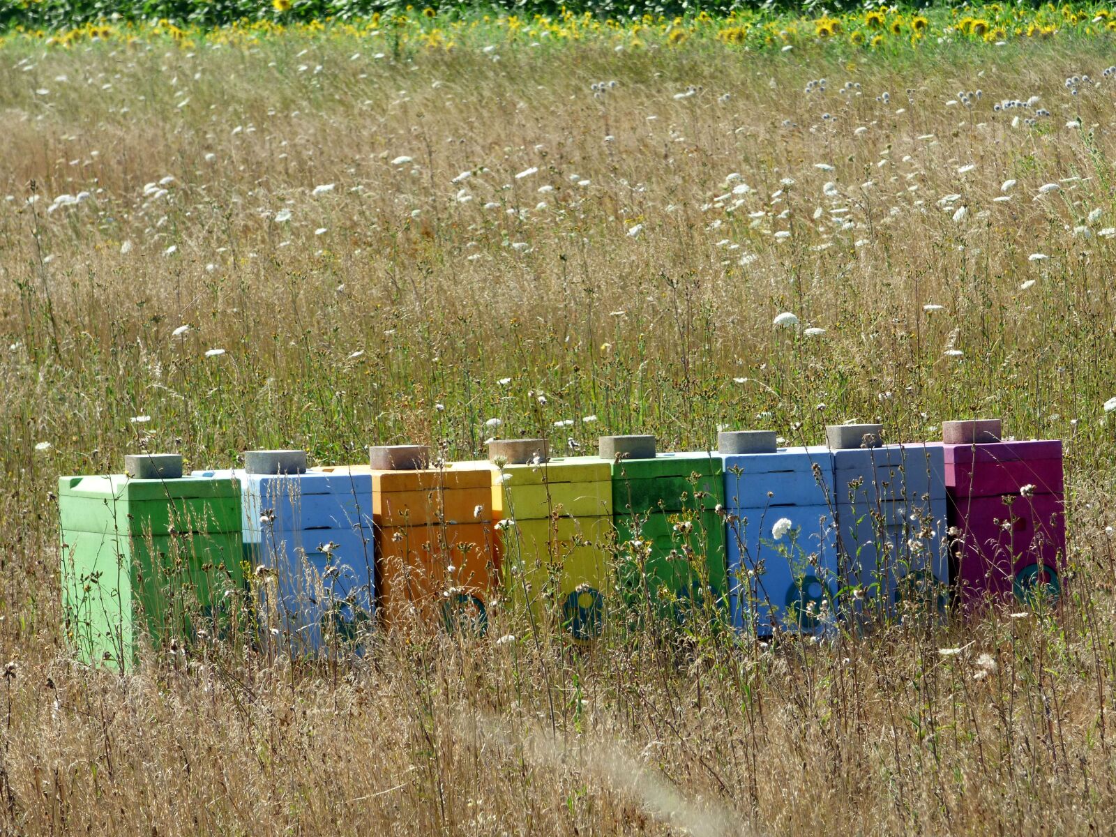 Panasonic DMC-FZ72 sample photo. Hives, bees, honey photography