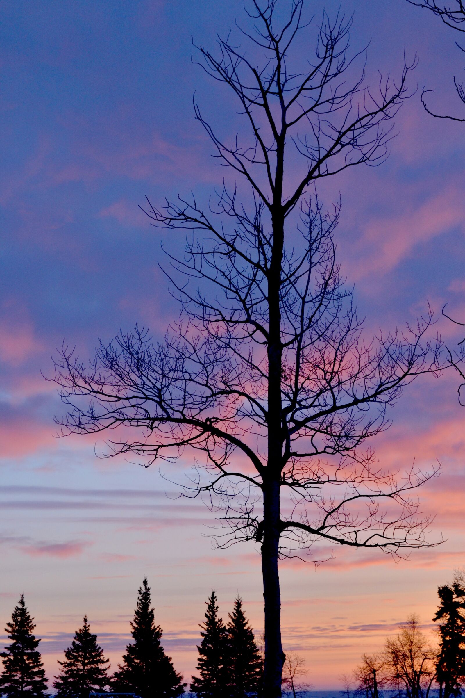 Nikon D3100 sample photo. Tree, silhouette, dawn photography