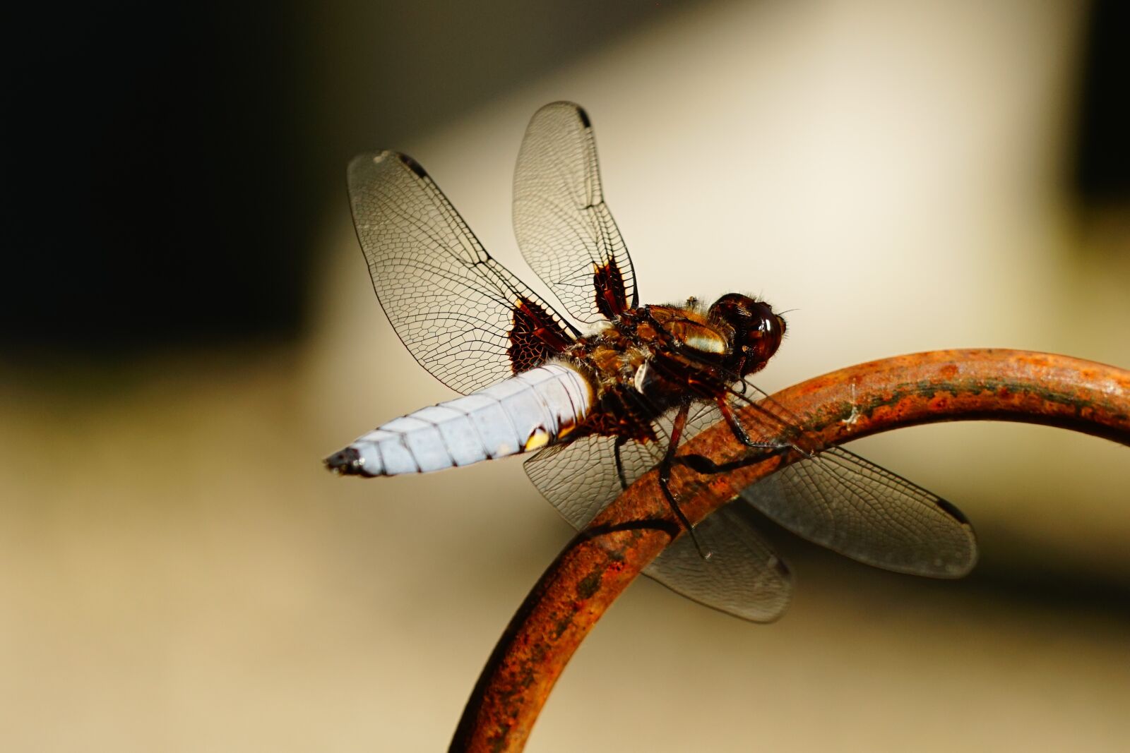 Sony a7R + 150mm F2.8 sample photo. Dragonfly, wing, close up photography