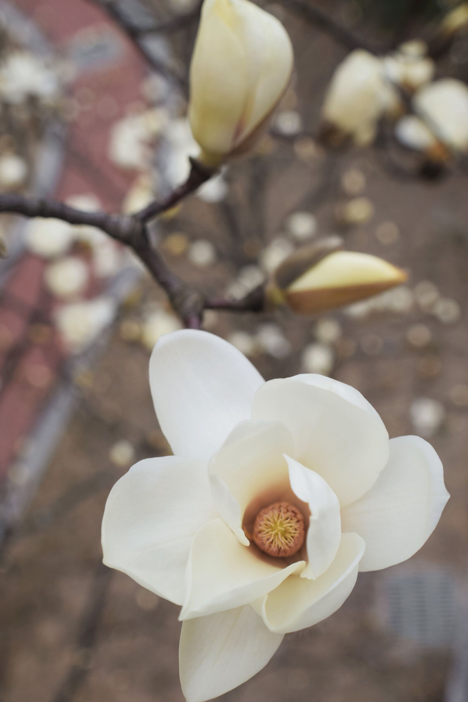 Nikon D3300 sample photo. Bloom, blooms, blossom, flower photography