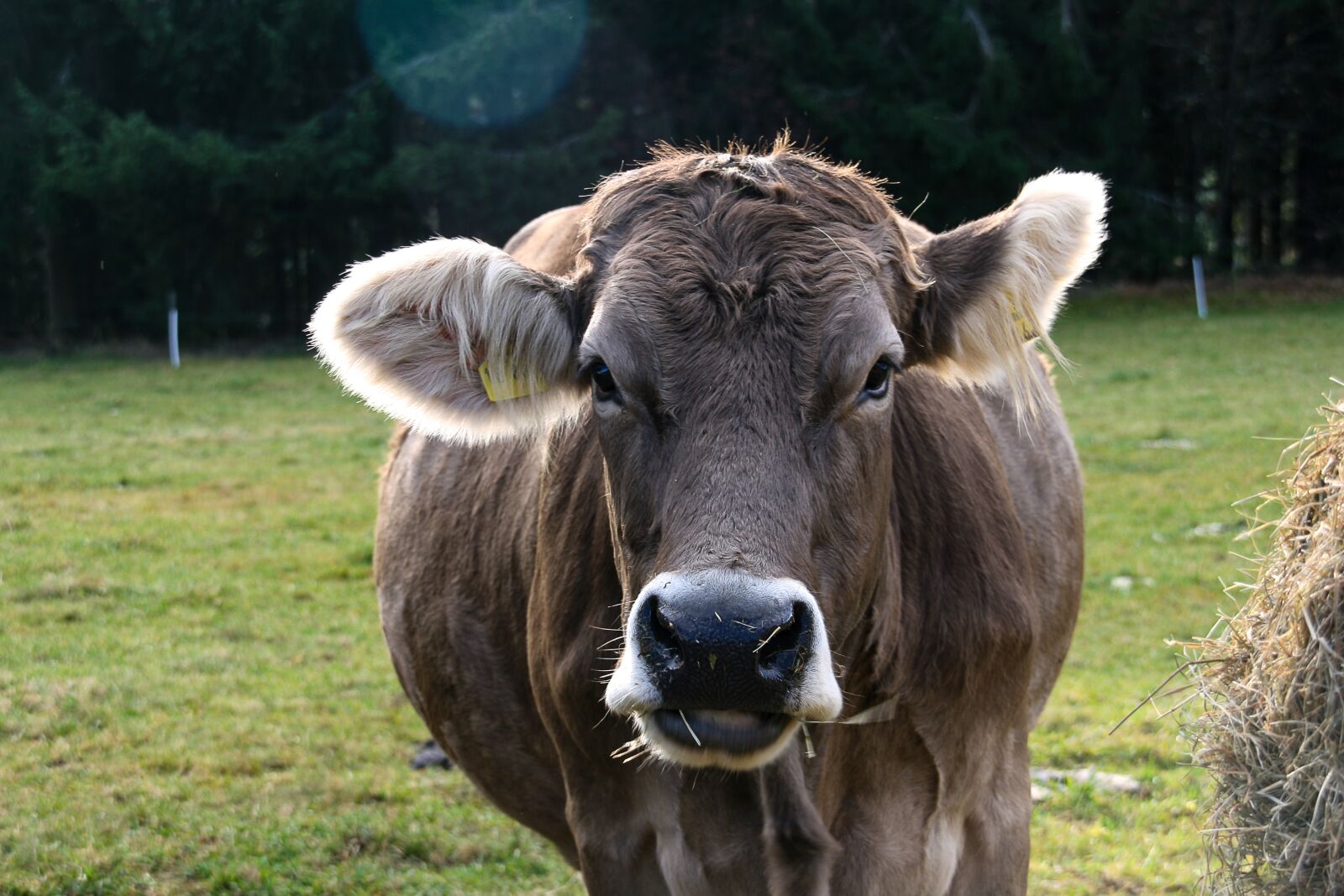 Canon EOS 400D (EOS Digital Rebel XTi / EOS Kiss Digital X) sample photo. Cow, beef, pasture photography