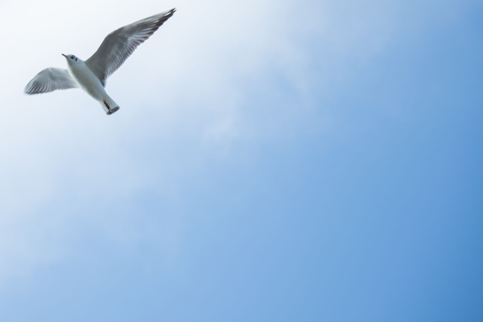 Nikon D600 sample photo. Birds, blue, cloud, fauna photography