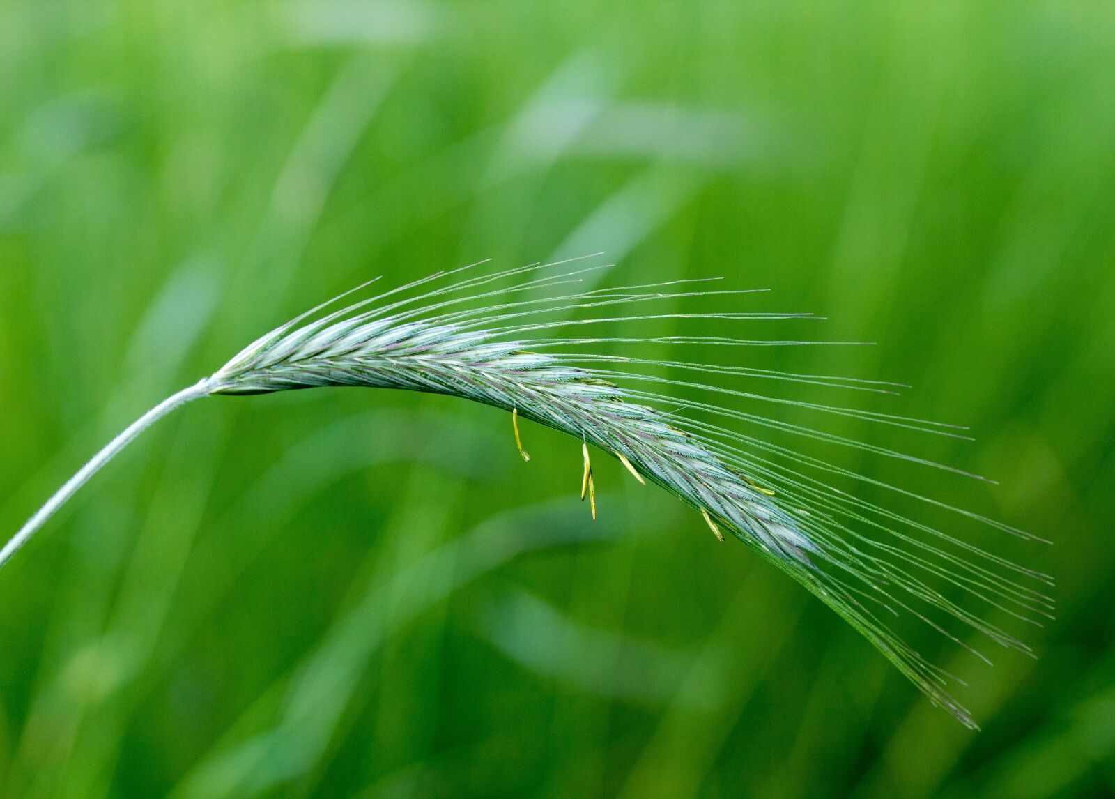 Canon EOS 60D sample photo. Grain, rye, ear photography