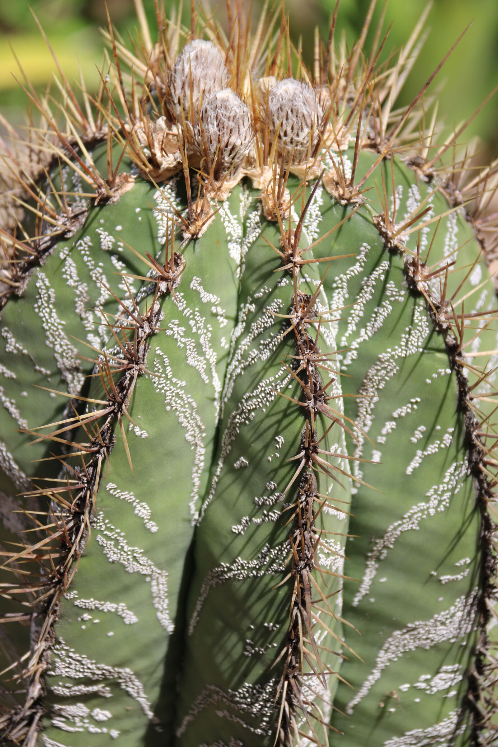Canon EF-S 18-200mm F3.5-5.6 IS sample photo. Cactus, outdoors, nature photography