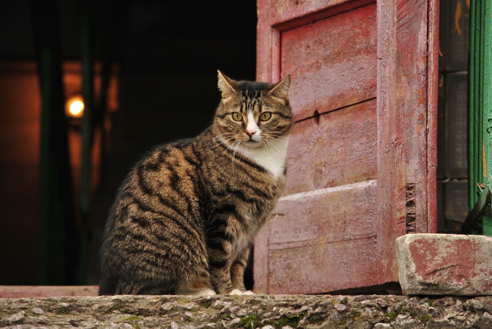 Nikon D3000 sample photo. Cat, door, entrance photography