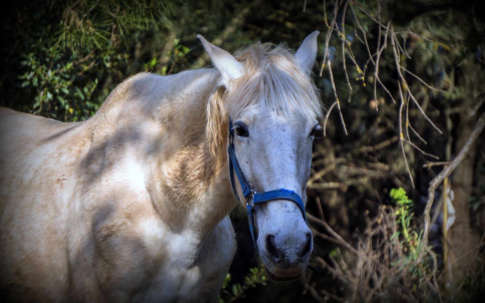 Sony E 55-210mm F4.5-6.3 OSS sample photo. Horse, equine, equestrian photography