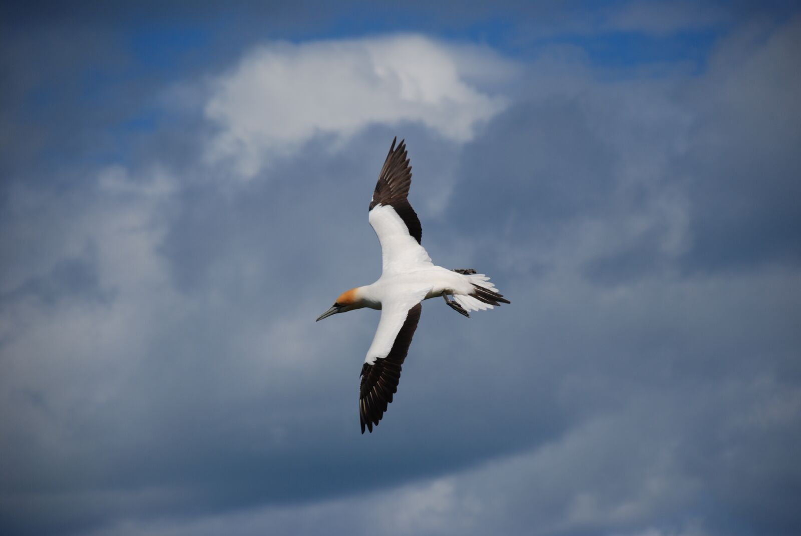 Nikon D80 sample photo. Garnet, flying, sky photography