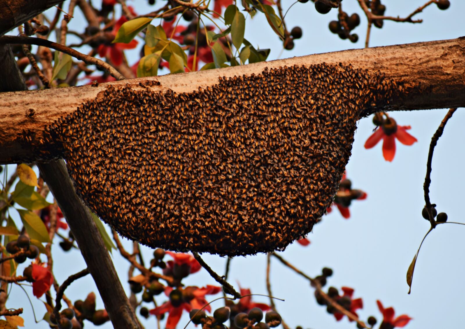 Nikon D3300 sample photo. Honeybees, beehive, bee photography