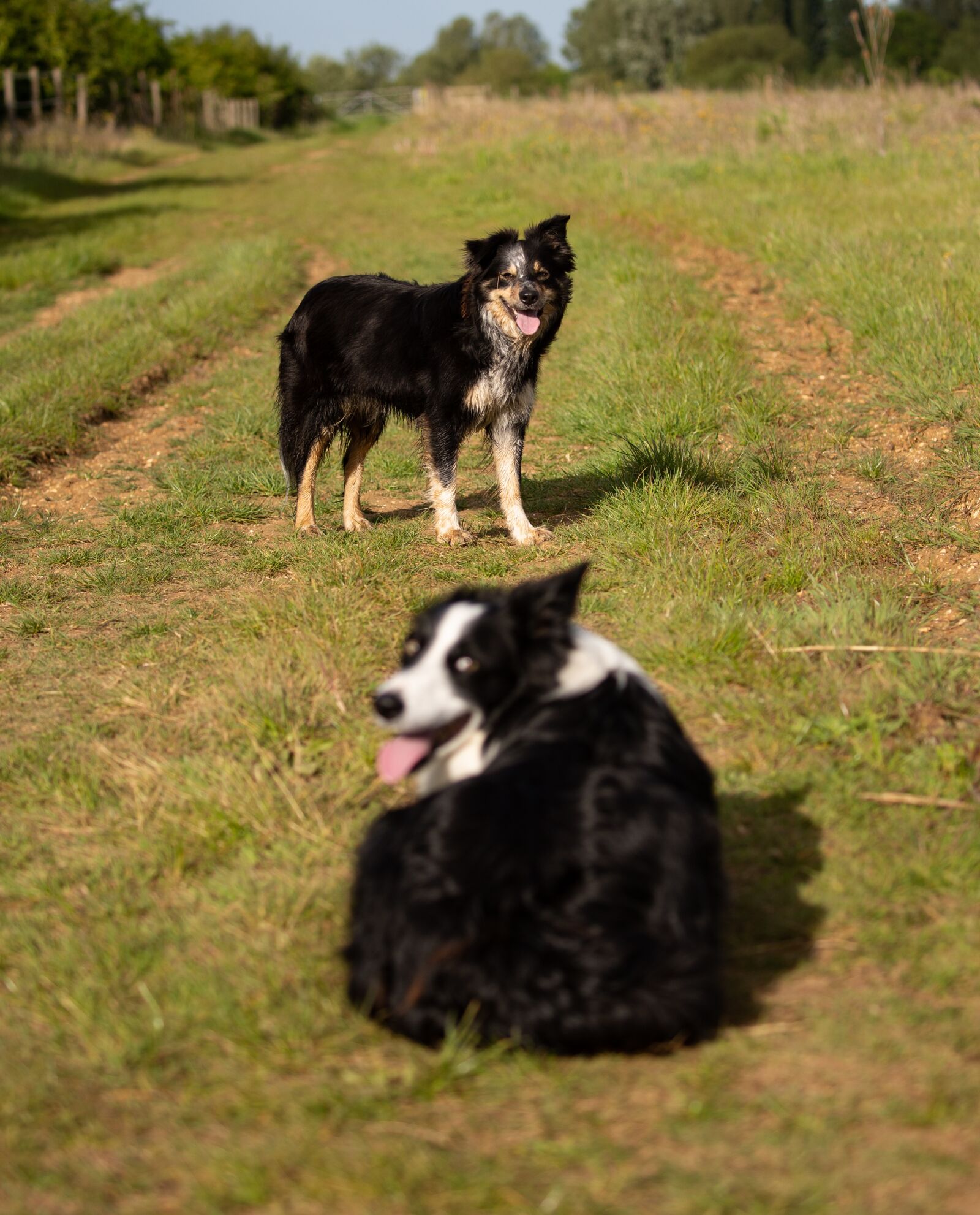 Canon EOS 5D Mark III sample photo. Border collies, border, collie photography
