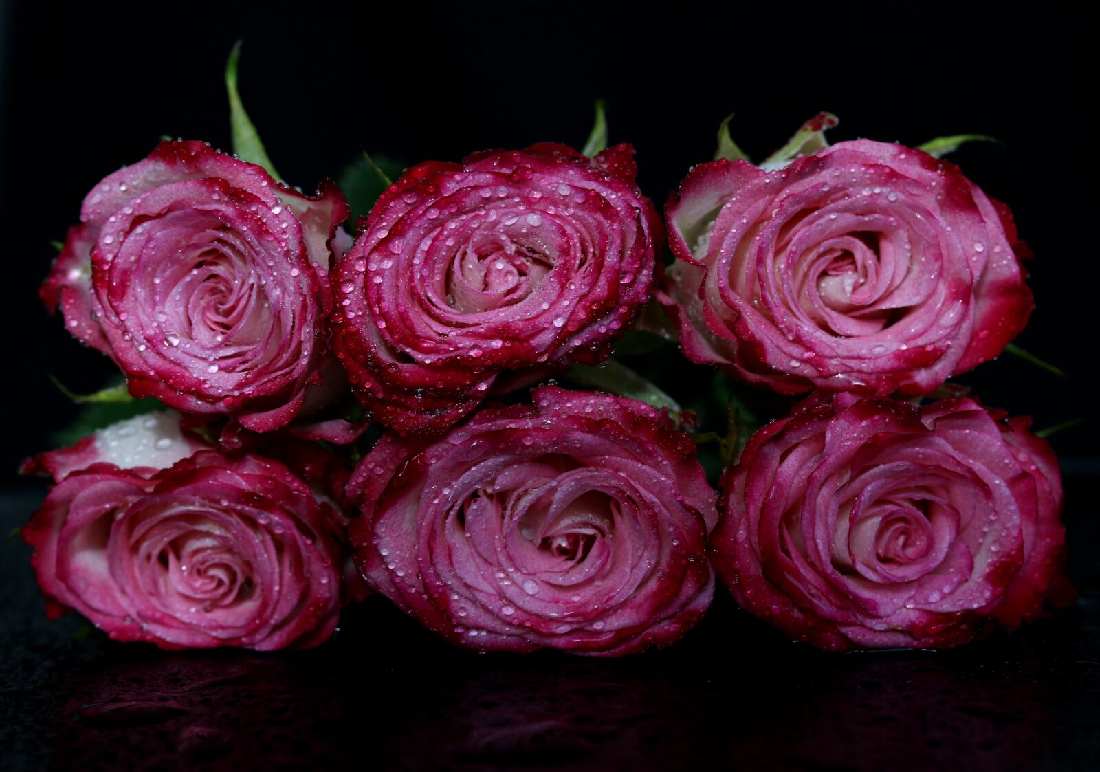 Canon EF-S 60mm F2.8 Macro USM sample photo. Roses, pink, drops photography