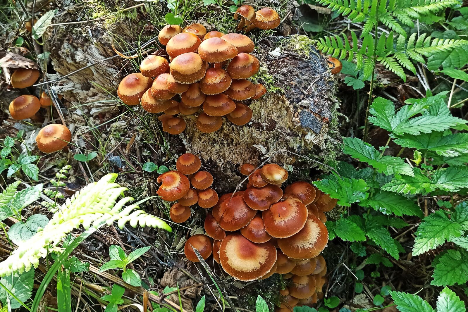 Xiaomi Redmi Note 8 Pro sample photo. Autumn, mushrooms, forest photography