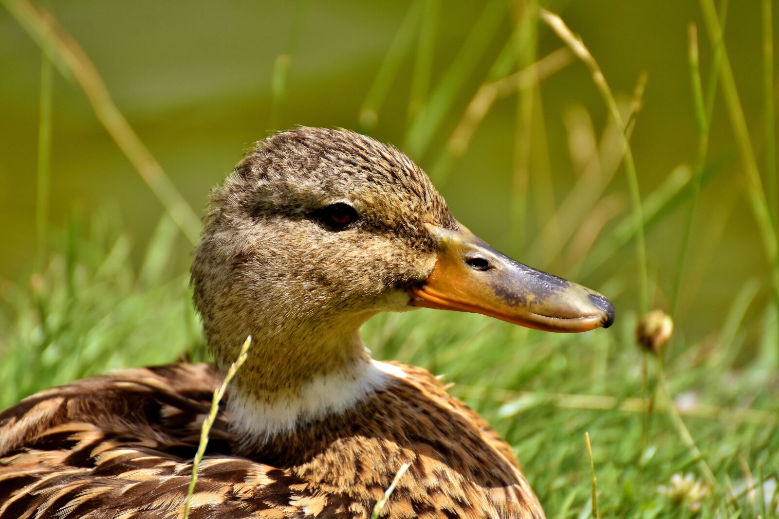 Nikon D7200 sample photo. Mallard, bank, pond photography