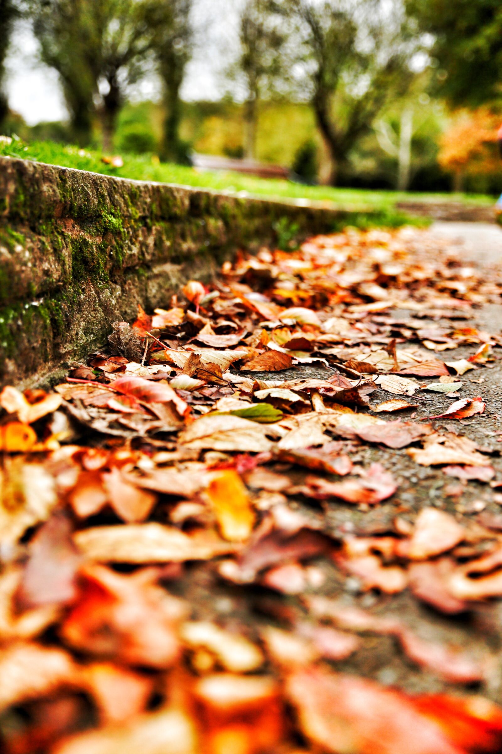 Canon EOS 5D Mark III sample photo. Autumn, colours, autumn, leaves photography