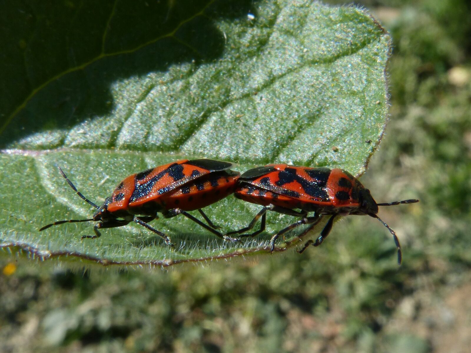 Panasonic DMC-FZ62 sample photo. Eurydema ornata, red bug photography