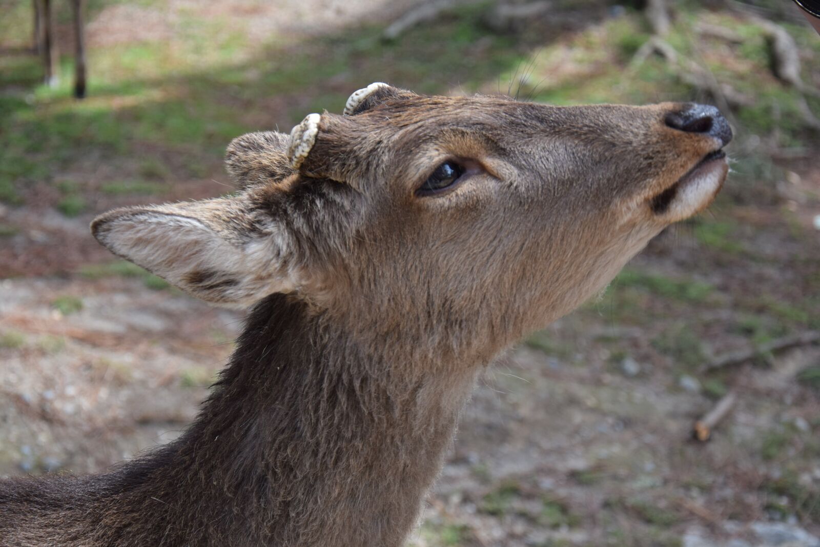 Nikon D5300 sample photo. Roe deer, close up photography