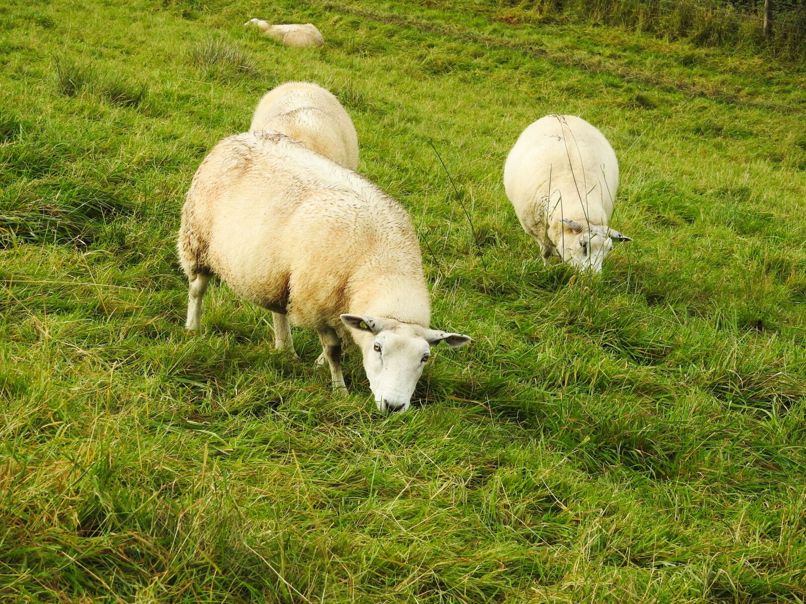 Nikon Coolpix P900 sample photo. Sheep, meadow, livestock photography