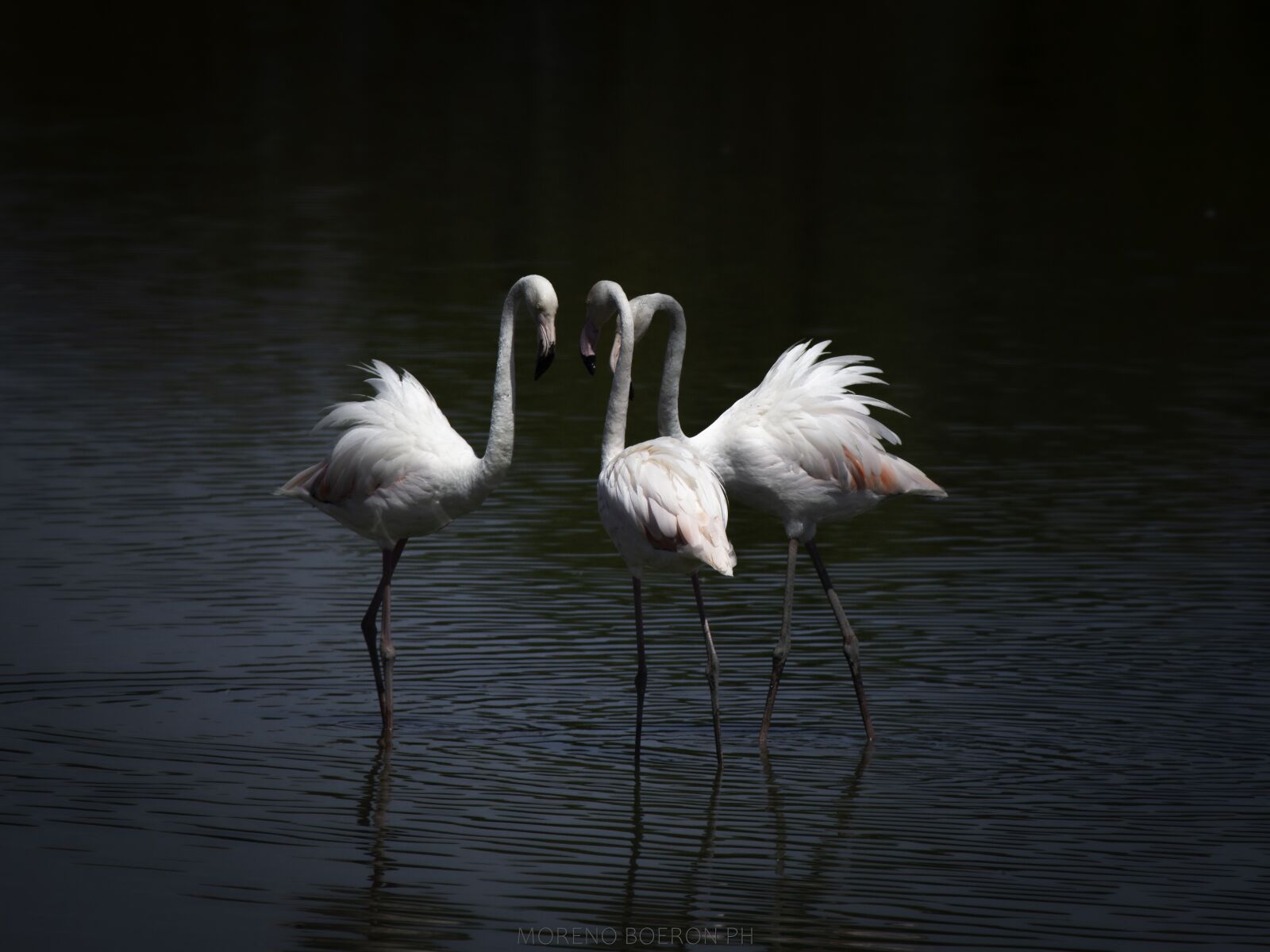 Canon EOS 5D Mark II sample photo. Flamingos, laguna, flamingo photography