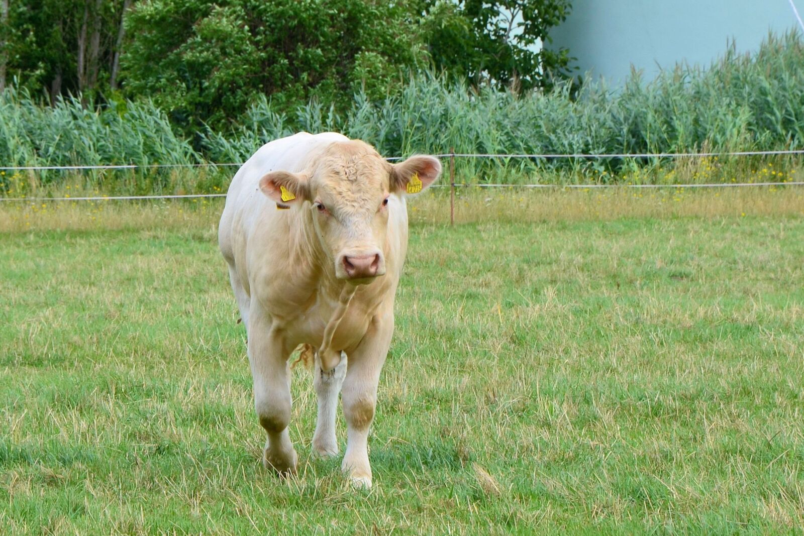 Nikon D5100 sample photo. Cow, pasture, beef photography