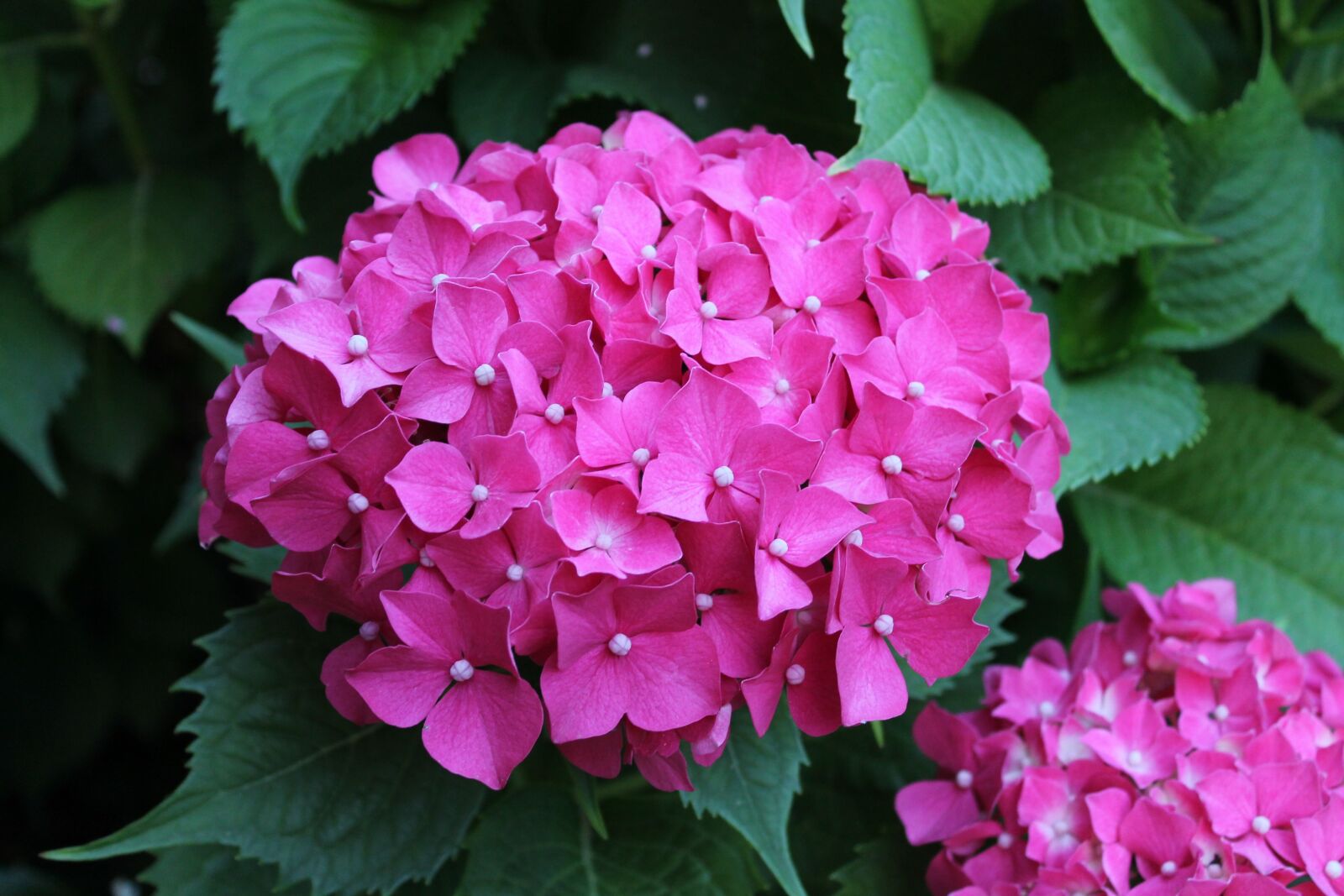 Canon EOS 1100D (EOS Rebel T3 / EOS Kiss X50) sample photo. Flower, nature, plant photography