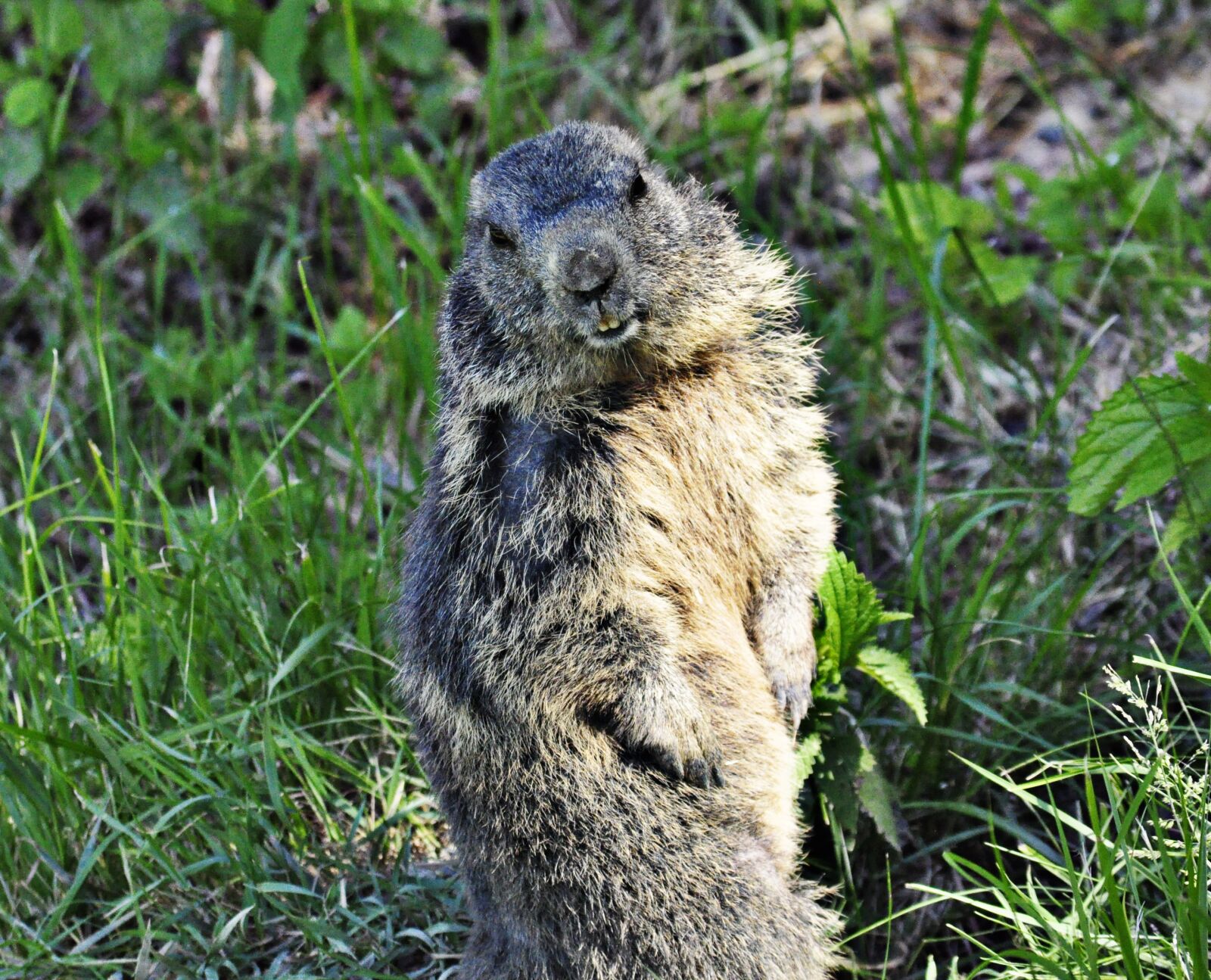 Nikon D90 sample photo. Marmot day, marmot, nature photography