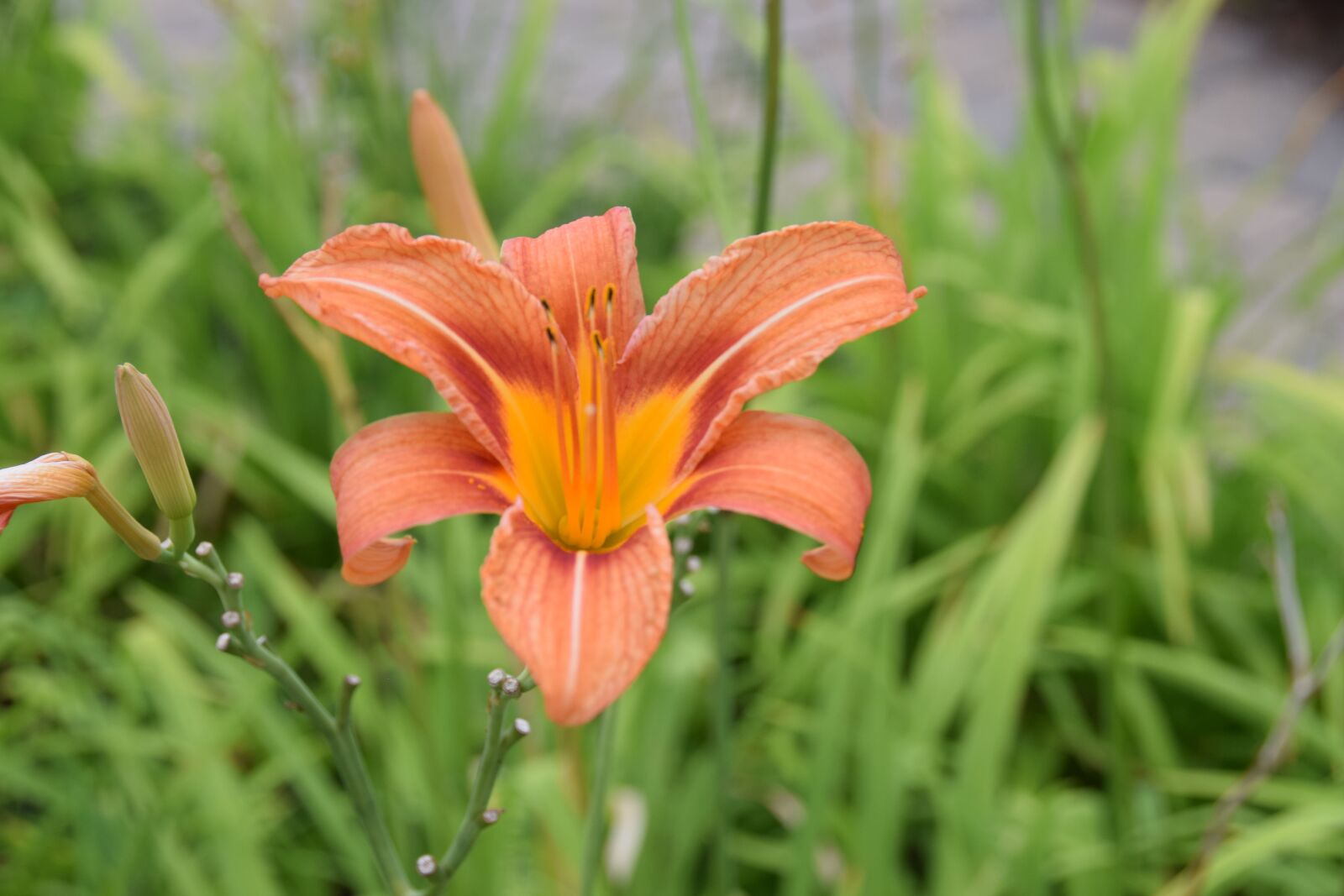 Nikon D5300 sample photo. Flower, orange, yellow photography