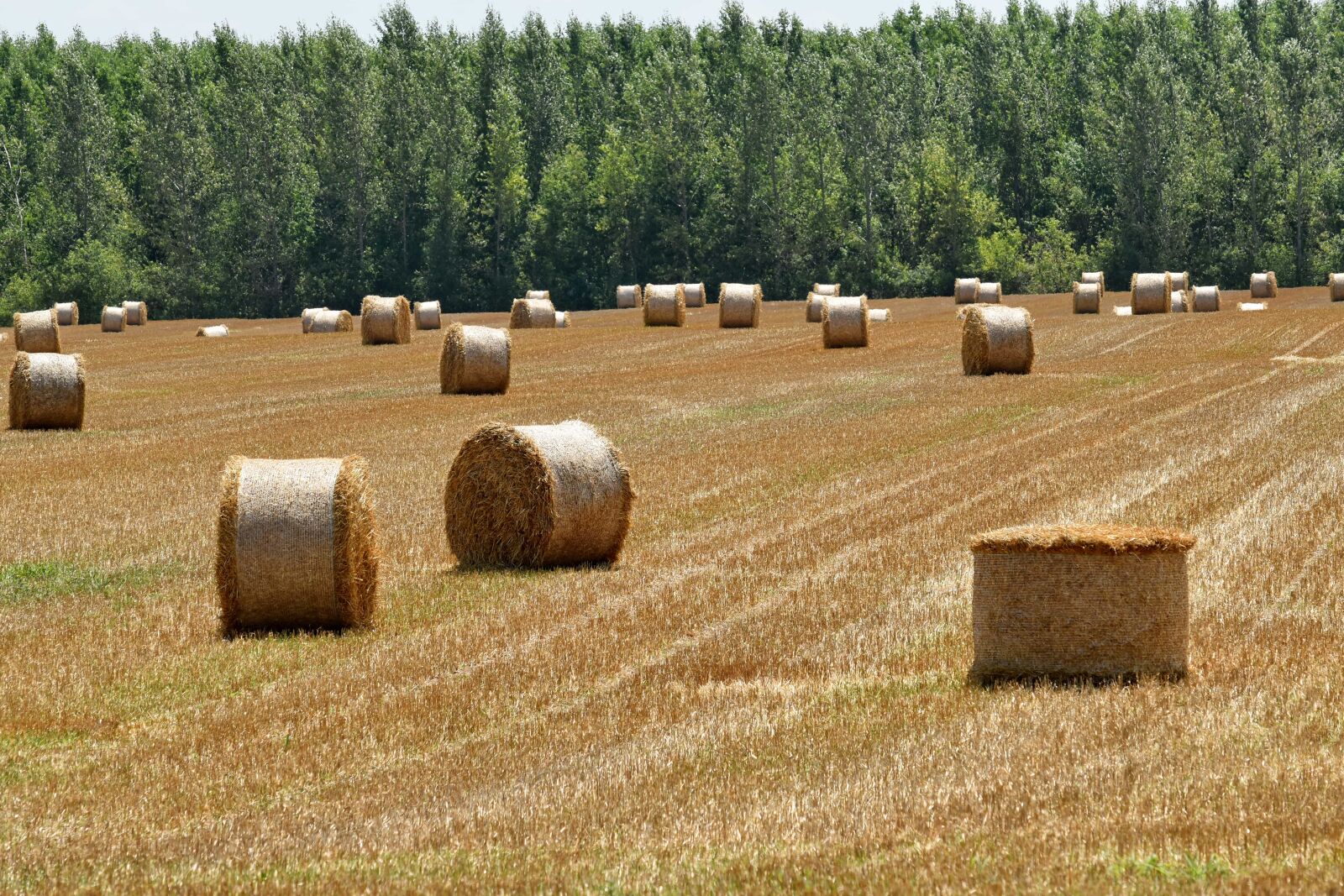 Nikon D5500 sample photo. Agriculture, autumn, bale, cereal photography