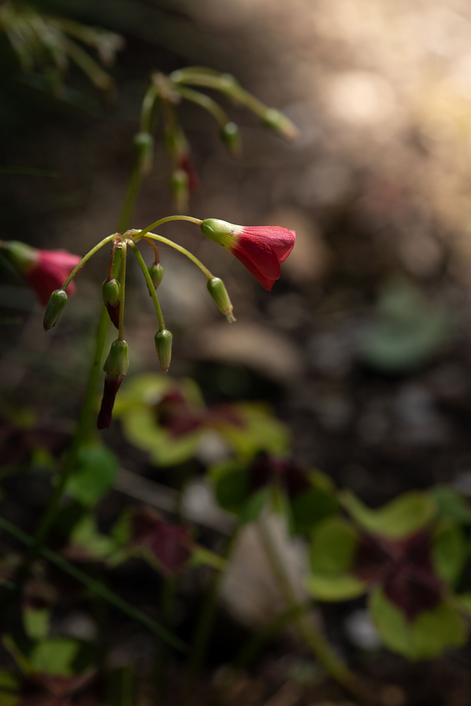 Nikon D750 sample photo. Flower, blossom, bloom photography