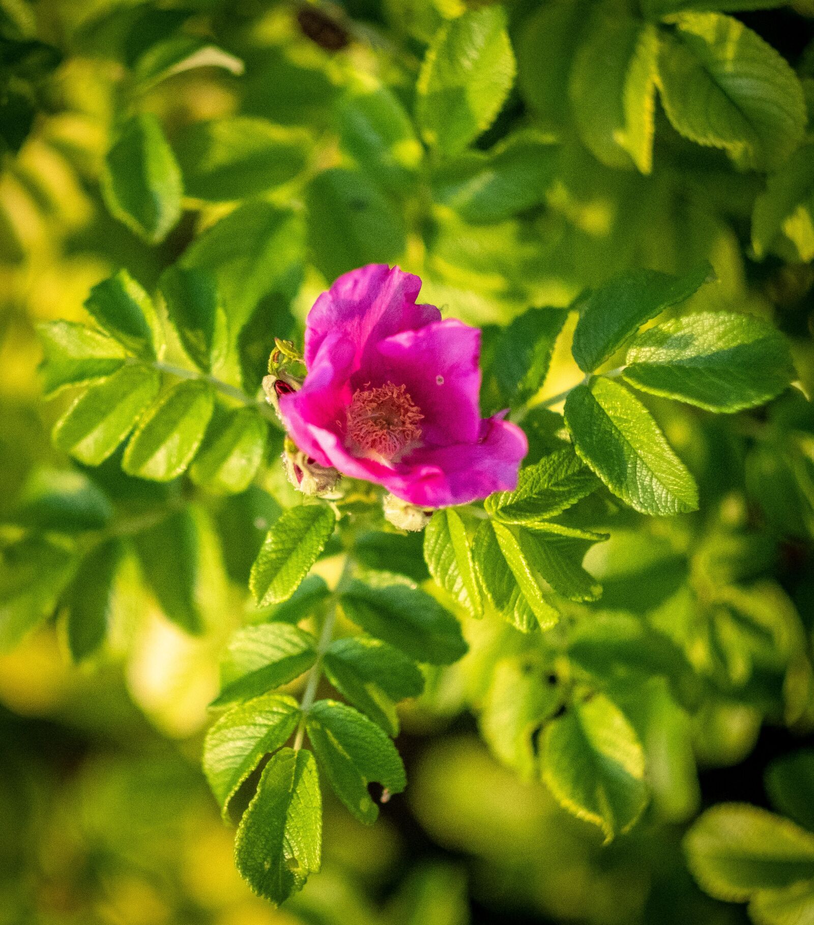 Fujifilm X-T2 + Fujifilm XF 56mm F1.2 R sample photo. Flower, bloom, blossom photography