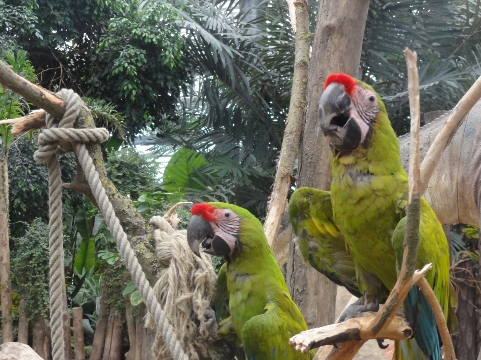 Sony DSC-HX5V sample photo. Parrots, animals, bird photography