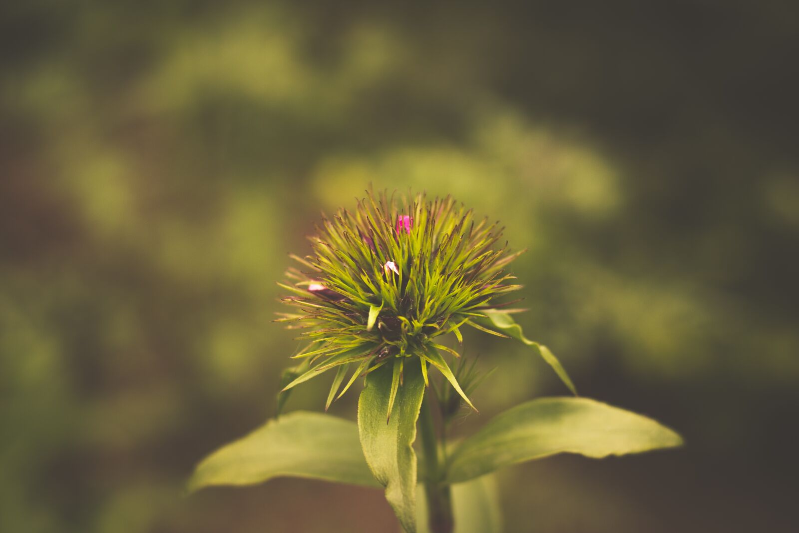 Canon EOS 600D (Rebel EOS T3i / EOS Kiss X5) + Canon EF 50mm F1.8 II sample photo. Blossom, bloom, plant photography