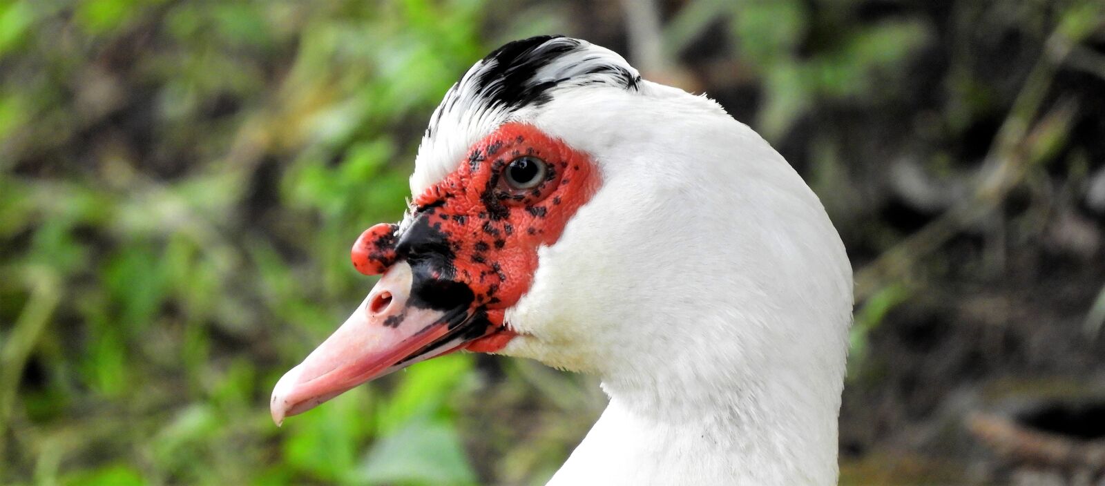 Nikon Coolpix B700 sample photo. Muscovy duck, duck, waterfowl photography