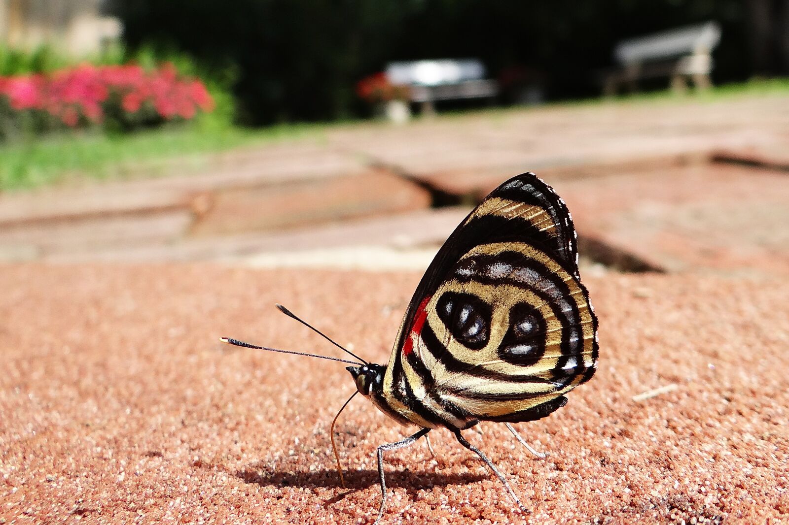 Sony DSC-HX200V sample photo. Butterfly, 88, ground photography