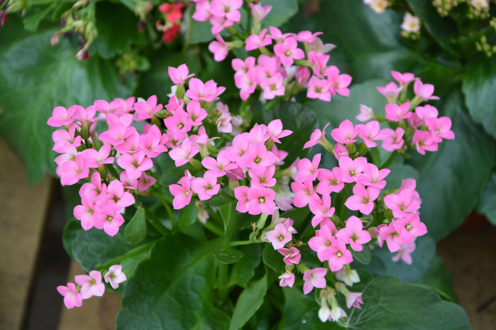 Nikon D5200 sample photo. Flowers pink kalanchoe, garden photography