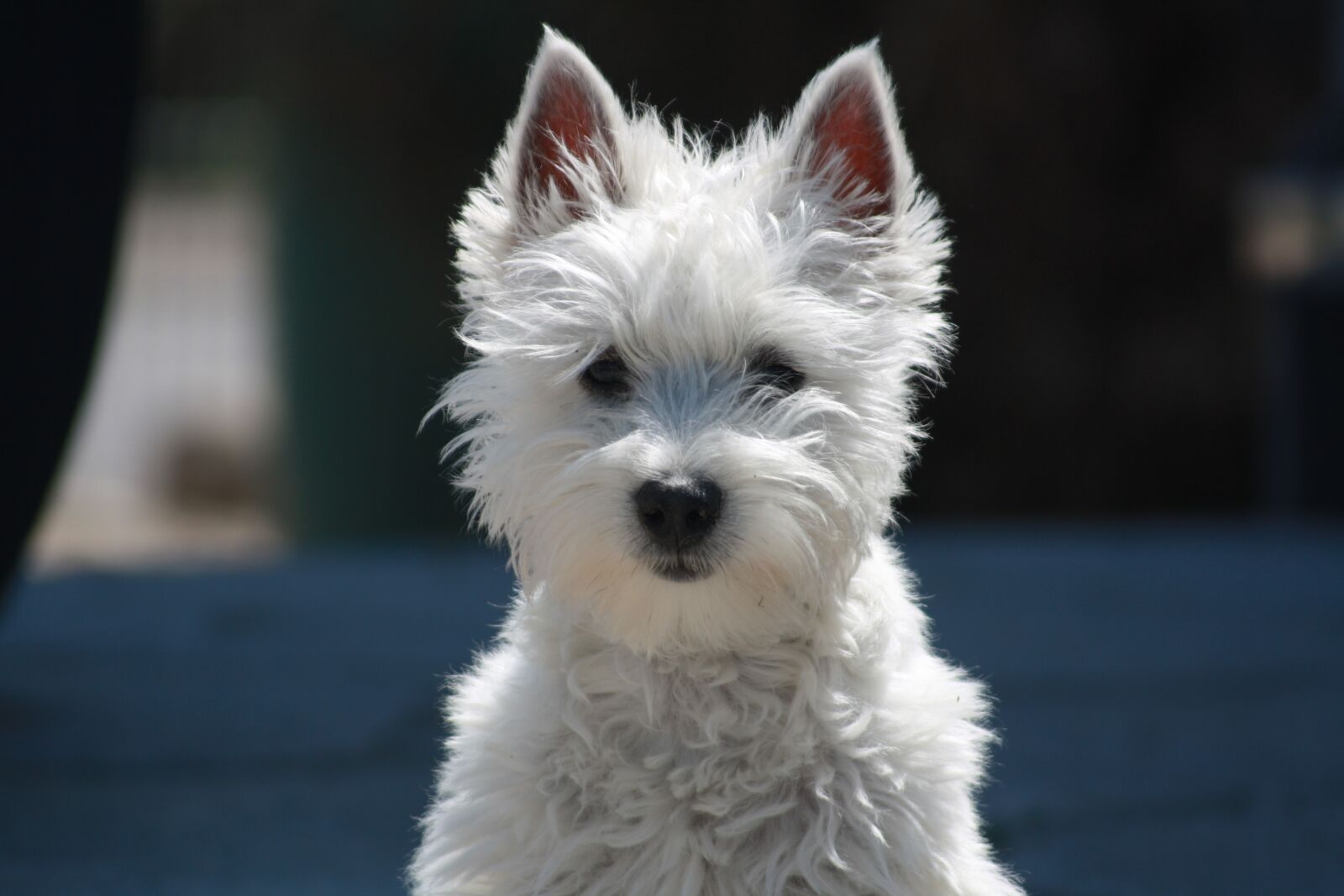 Canon EOS 1000D (EOS Digital Rebel XS / EOS Kiss F) sample photo. Dog, terrier, small dog photography