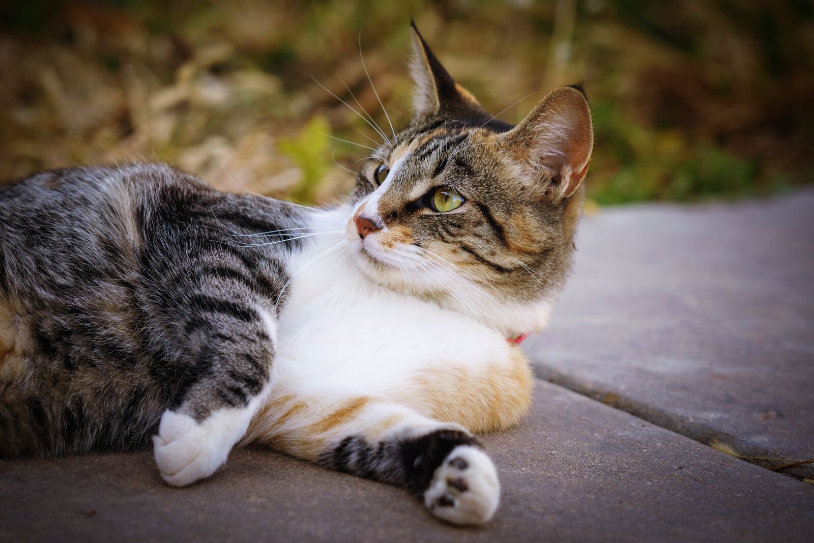 Nikon D7200 sample photo. Cat, animal, pet photography