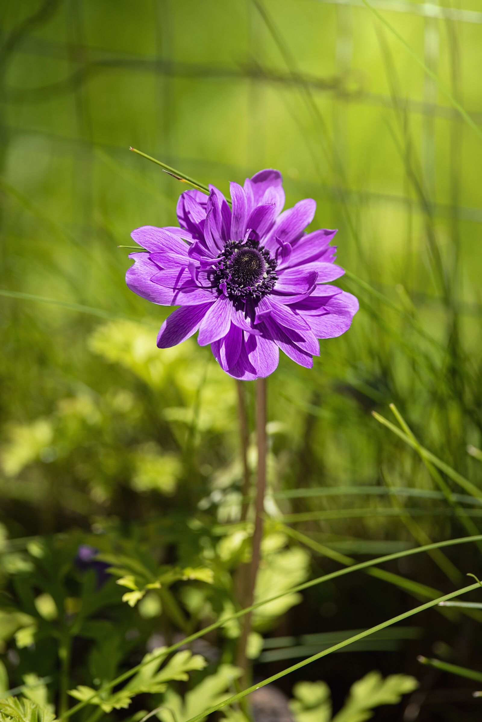 Nikon D750 sample photo. Anemone, flower, purple photography