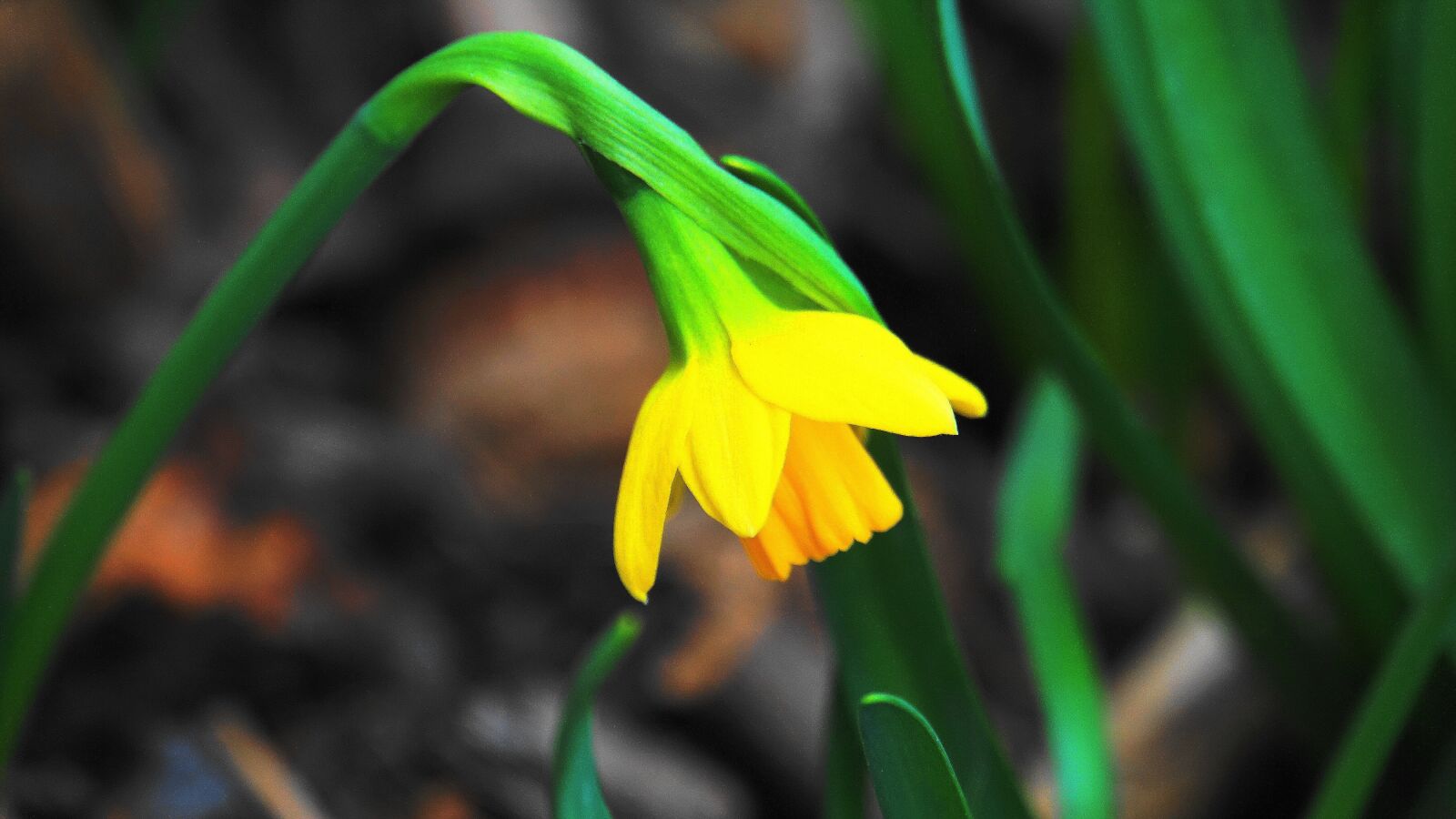 Sony E 18-200mm F3.5-6.3 OSS LE sample photo. Narcissus, early bloomer, flower photography