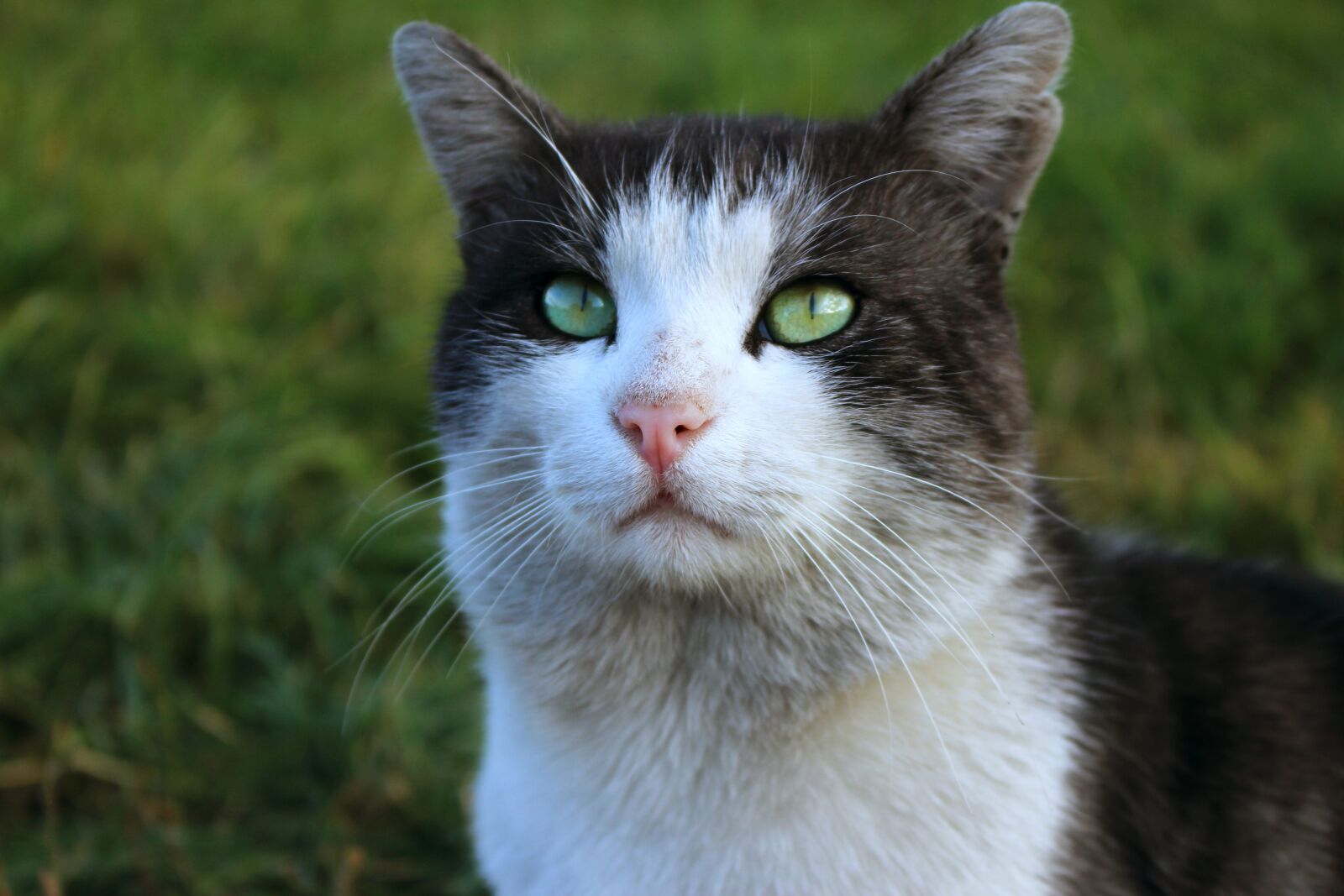 Canon EOS 700D (EOS Rebel T5i / EOS Kiss X7i) sample photo. Cat, snout, gray cat photography