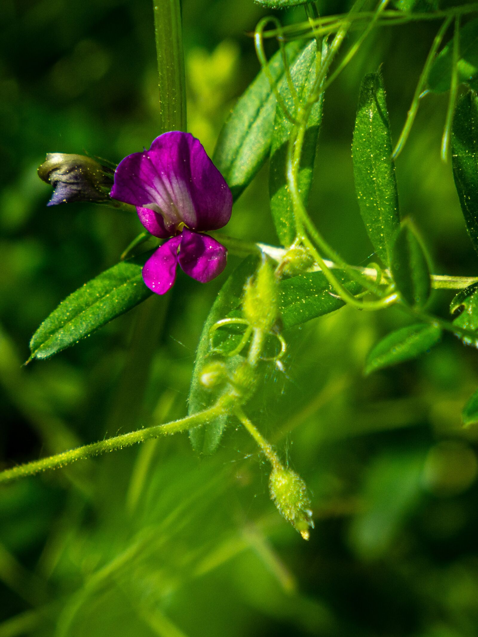 Olympus OM-D E-M10 III sample photo. Retail, flower, solitaire photography