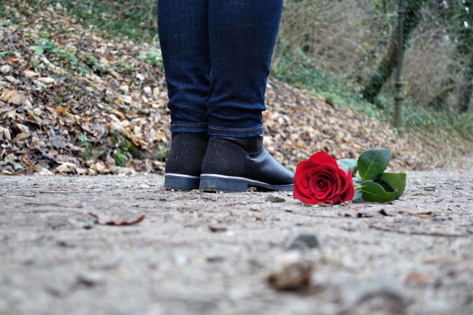 Sony Cyber-shot DSC-RX100 II sample photo. Red rose on the photography