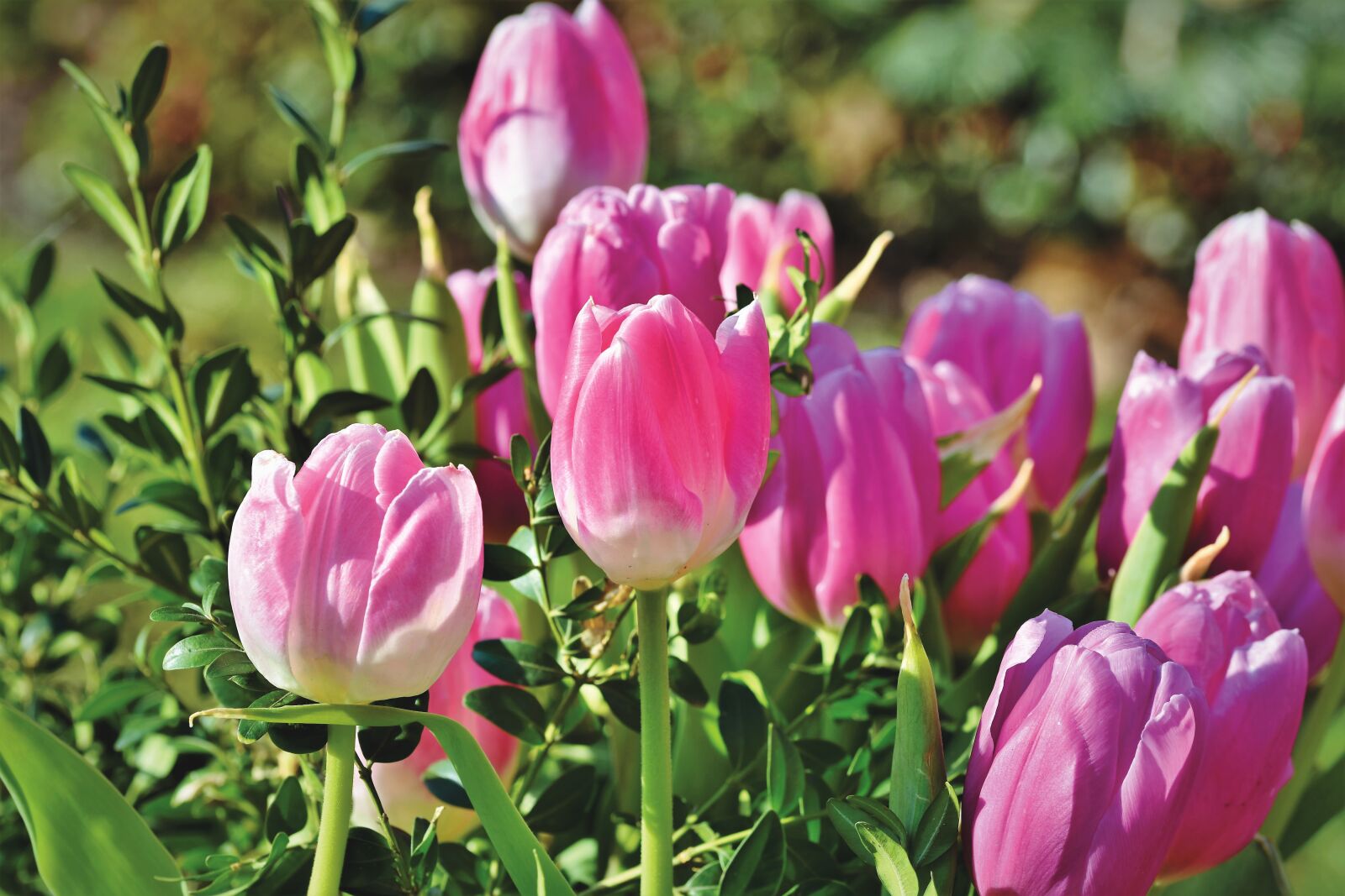 Nikon D7200 sample photo. Tulip, tulip bouquet, bouquet photography