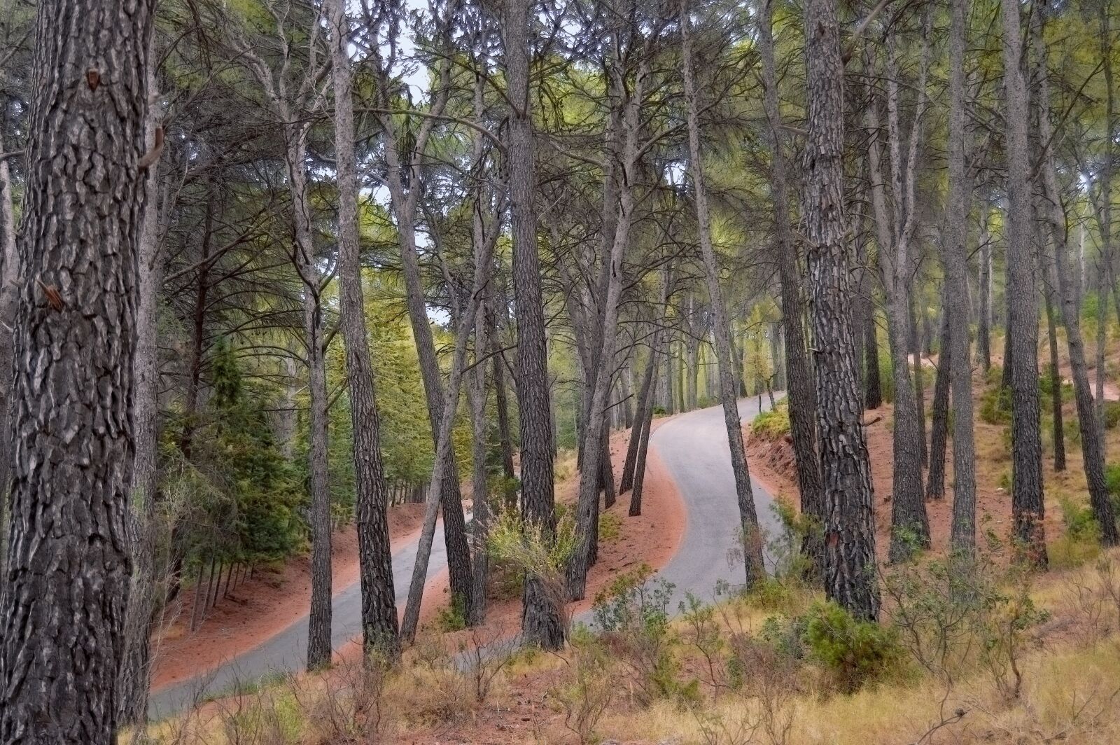 Nikon D3200 sample photo. Road, path, forests photography