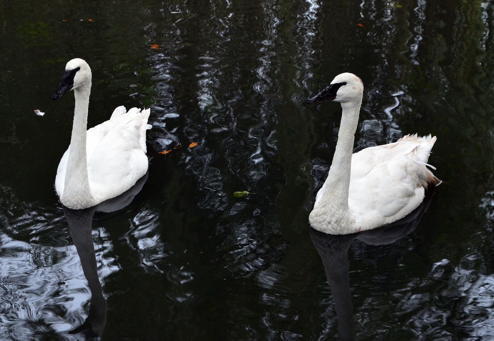 Nikon D5100 sample photo. Swan, trumpet of the photography