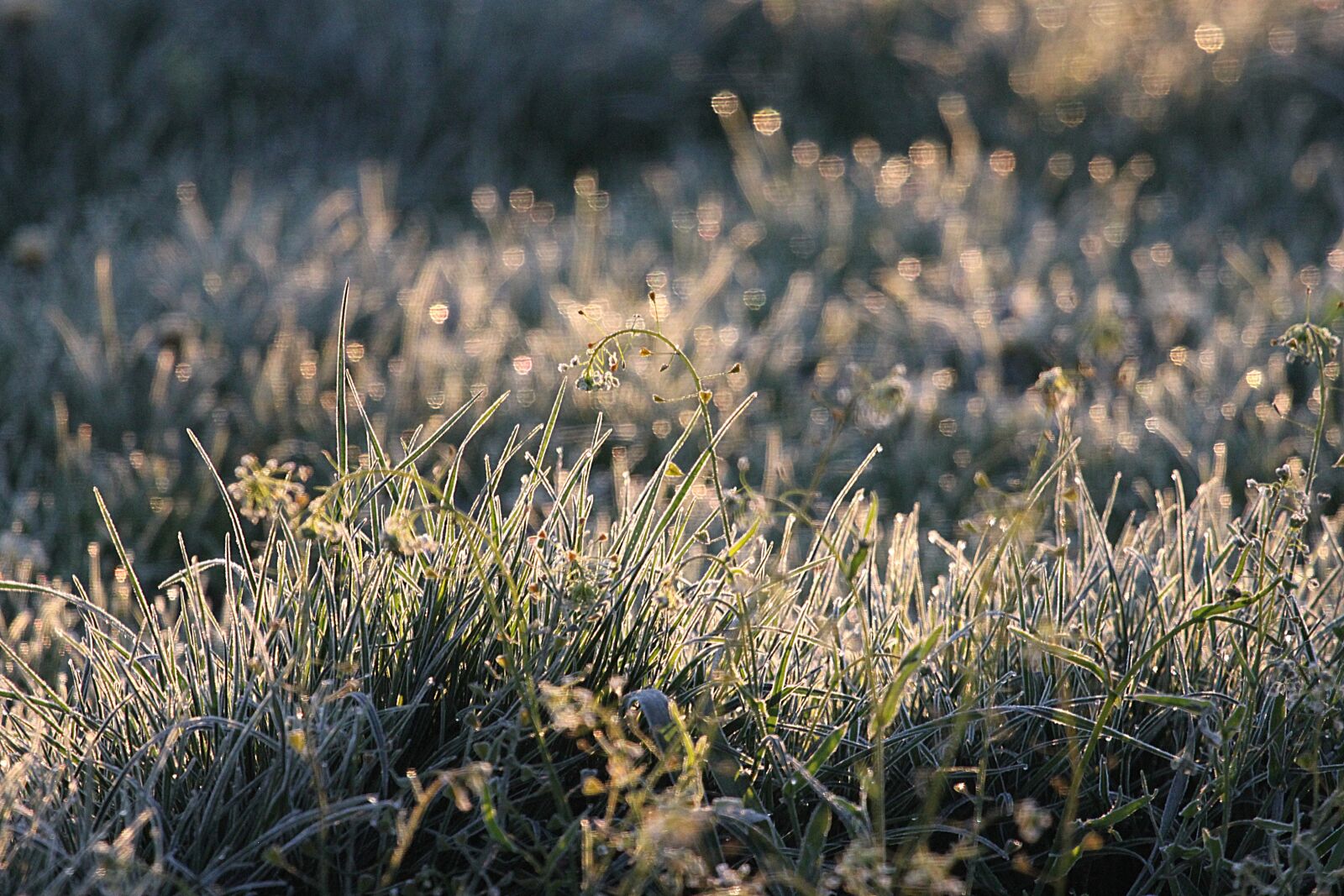Canon EOS 500D (EOS Rebel T1i / EOS Kiss X3) sample photo. Meadow, grass, landscape photography